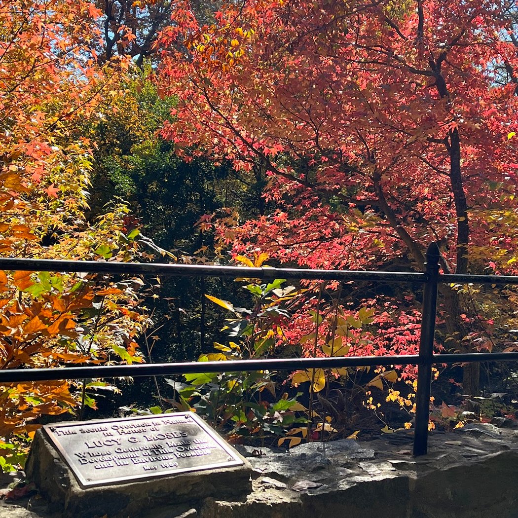Fall Forest Weekend 1