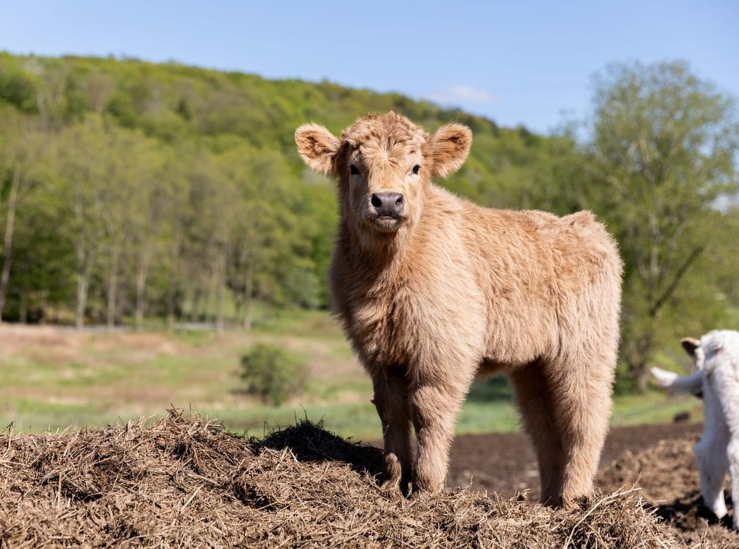 Elk Ravine Farm 1