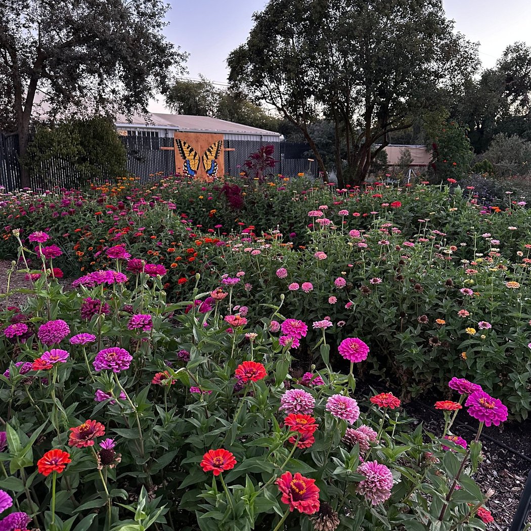 Artist’s Garden Oasis AGO 2