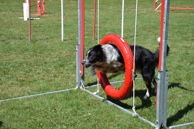 Kennel Club of Neuilly sur Marne 1