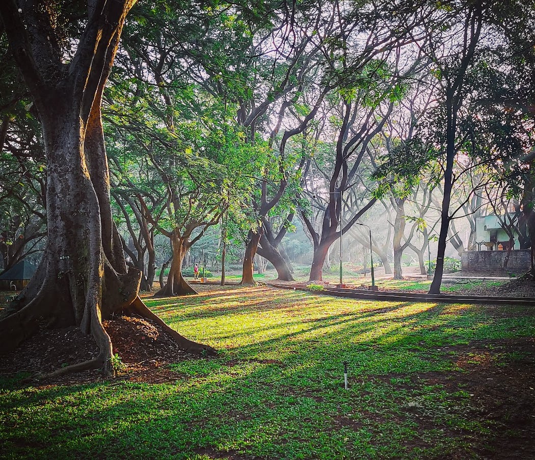 The DogGone Park Walk 1