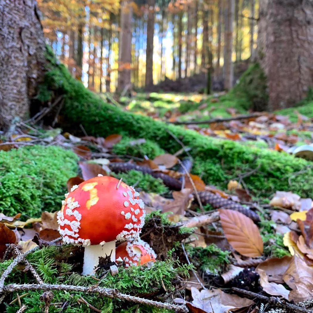 Mushroom Foraging Walk 1