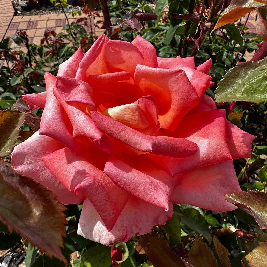 Walnut Creek Garden Club Monthly Meeting 2