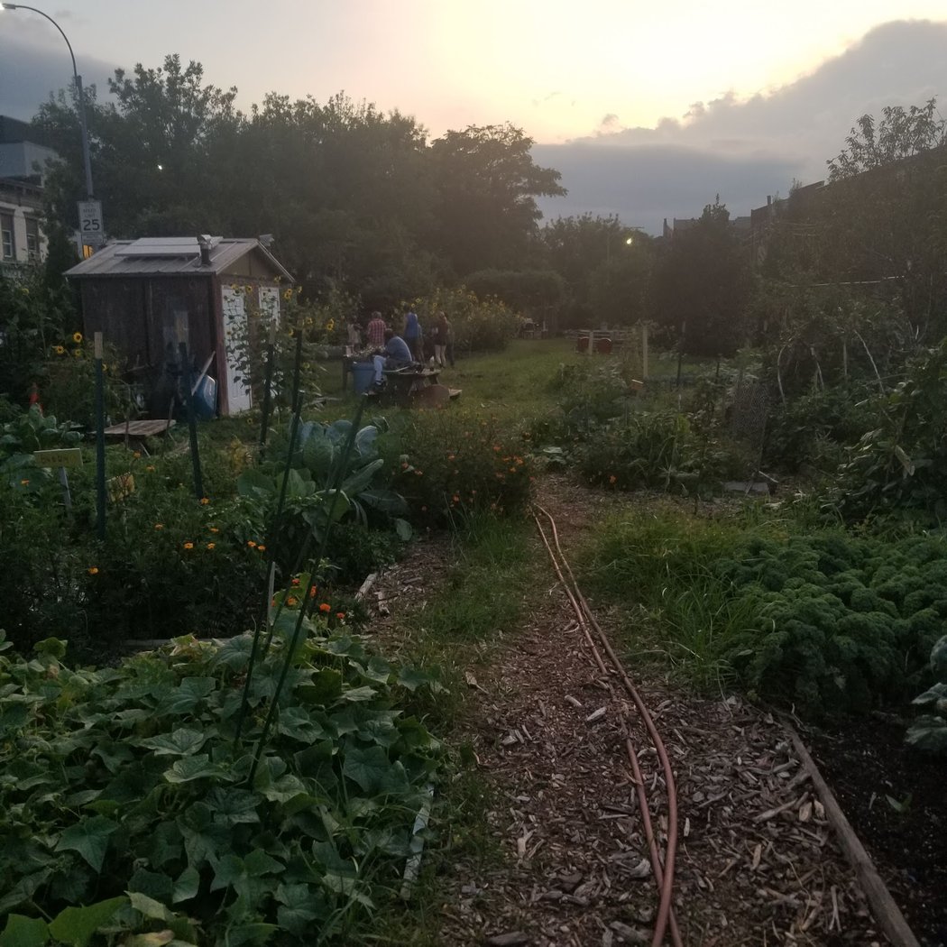 Phoenix Community Garden 1