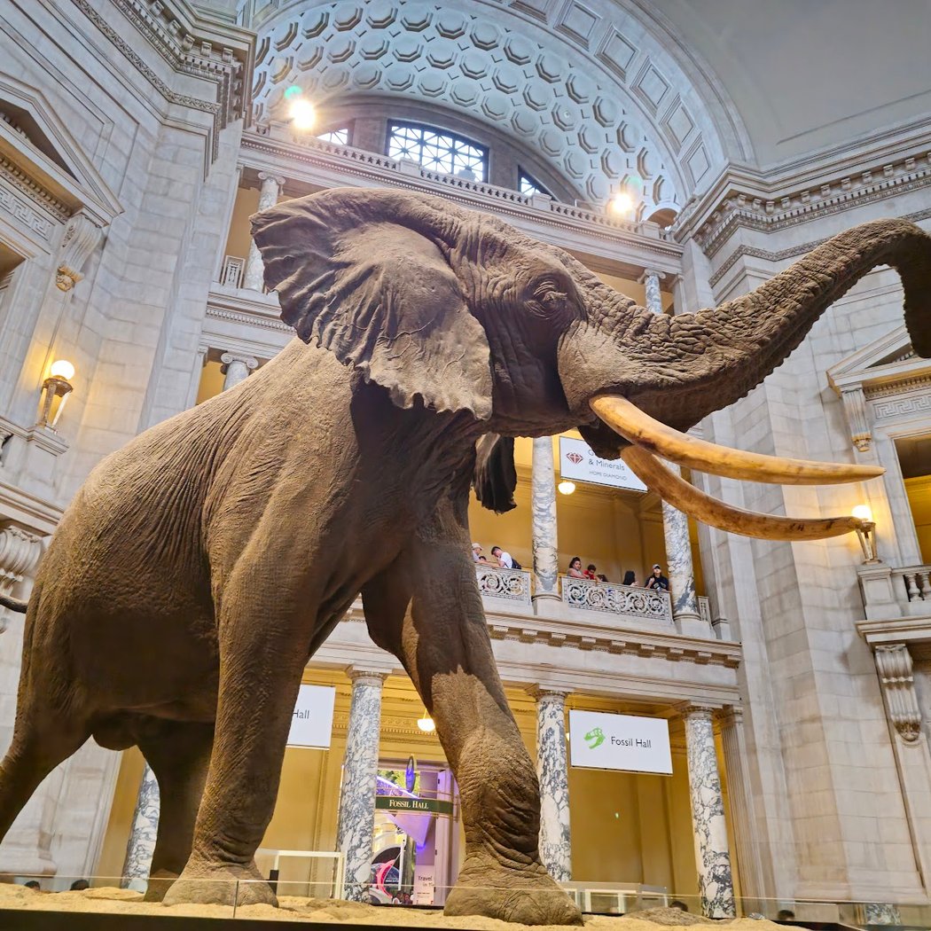 Smithsonian National Museum of Natural History 5