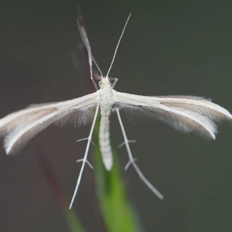 Sortie d'observation nocturne "Papillons de nuit"