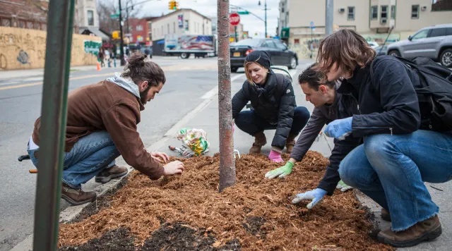 Prospect Lefferts Garden Street Tree Care 1