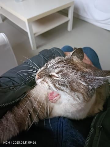 Home Chat Heureux 3