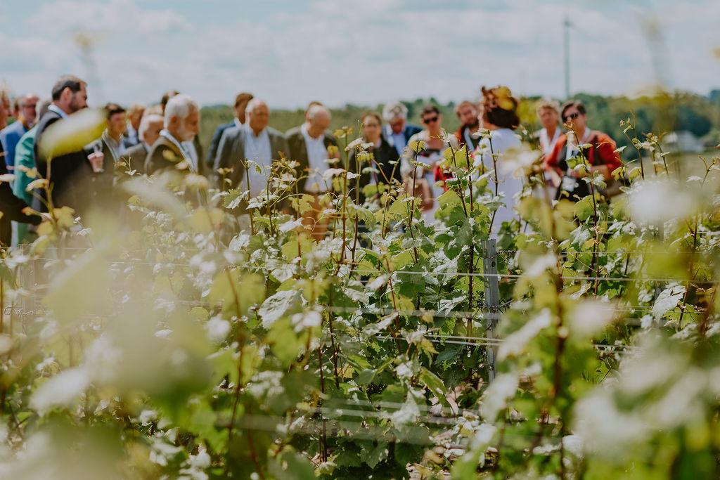 Visites guidées du vignoble 3