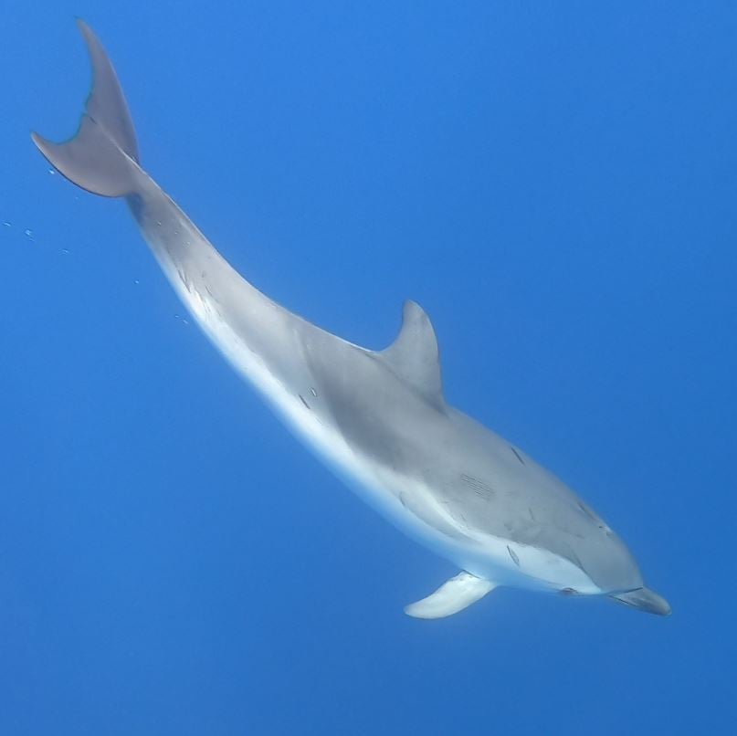 Swim with Dolphins in France - ANNETT (Sarl DTO) 3