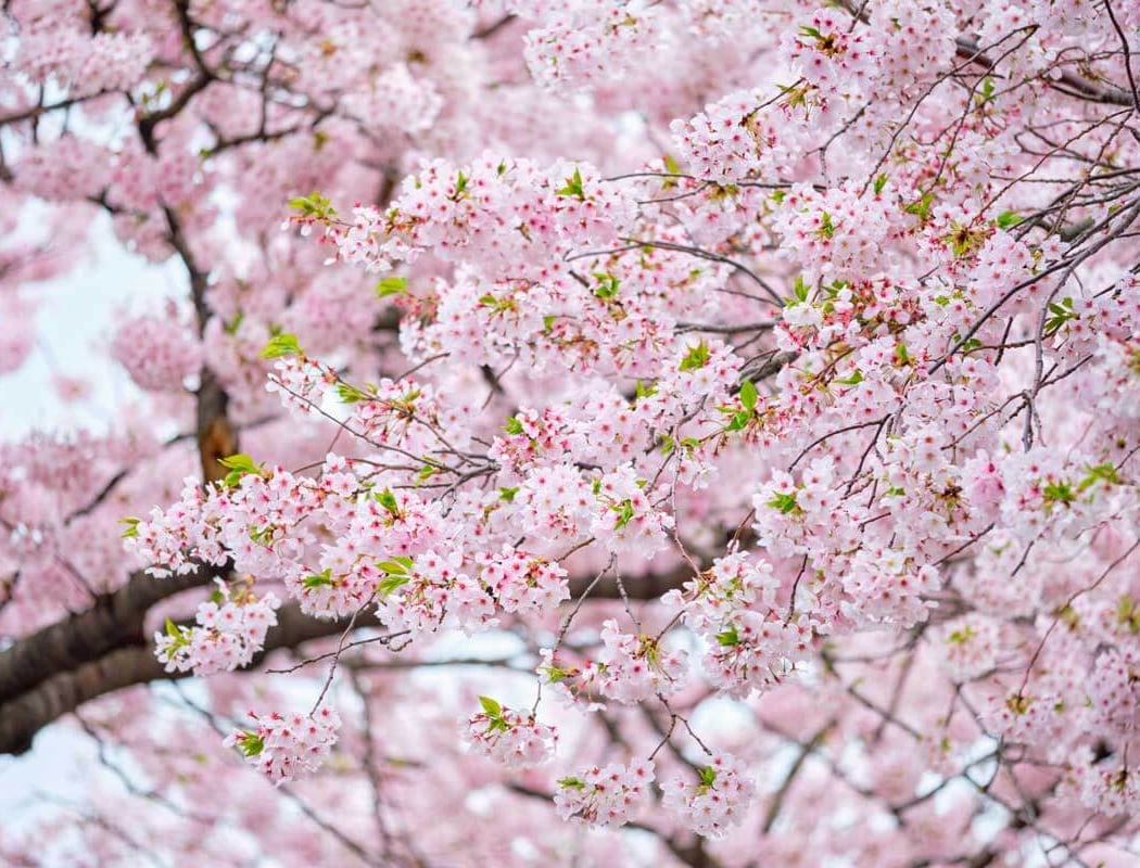 Cherry Walk 1