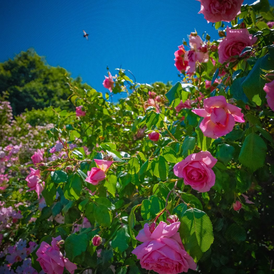 Narrows Botanical Gardens 1