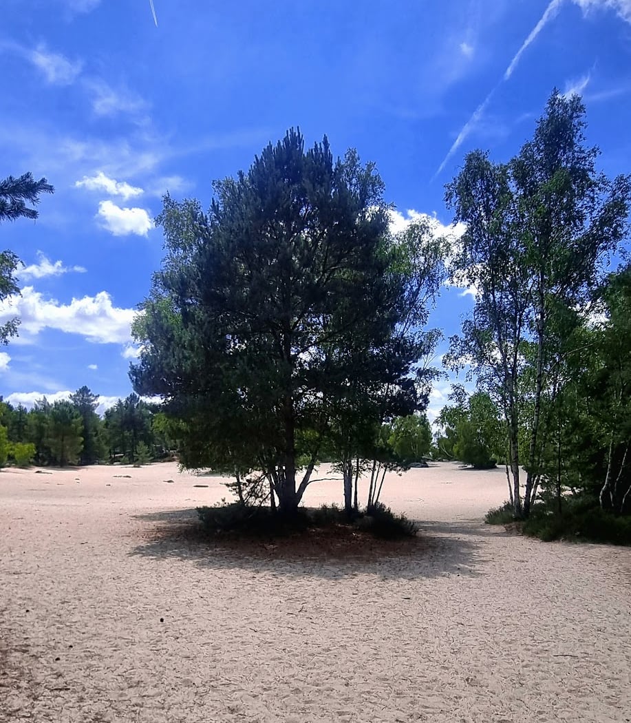 Les sables de la forêt de Fontainebleau 2
