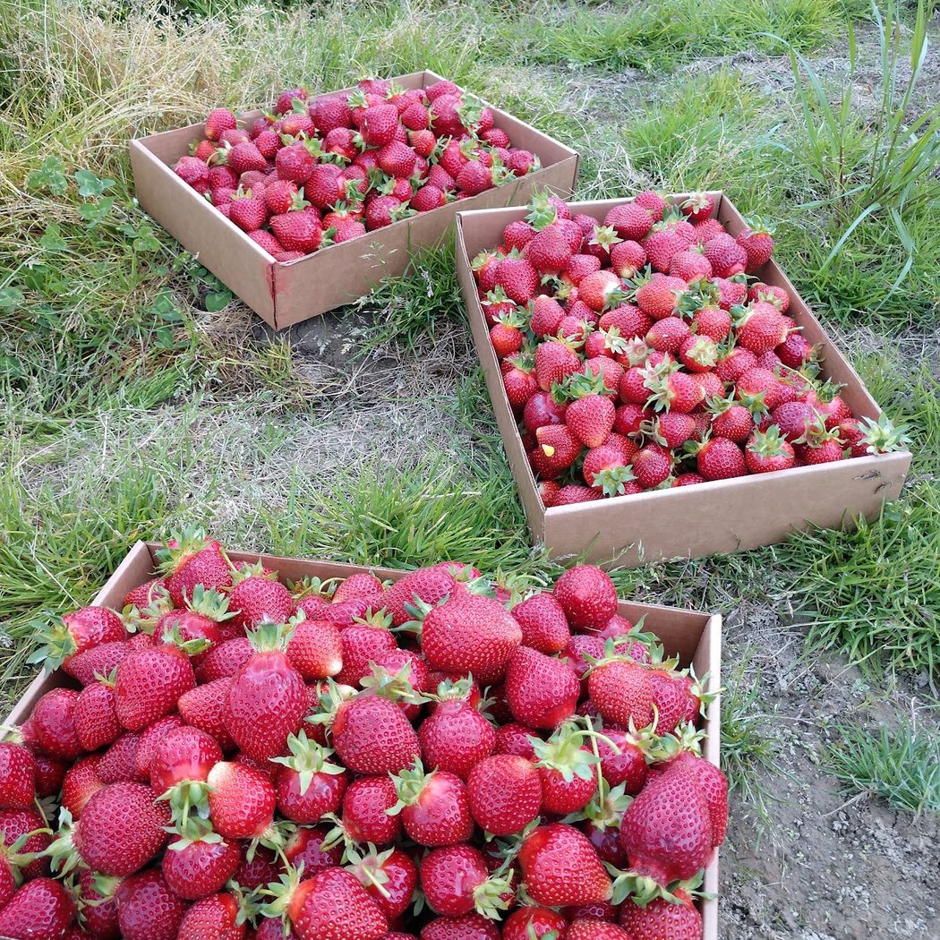 Bolles Organic Farm 3