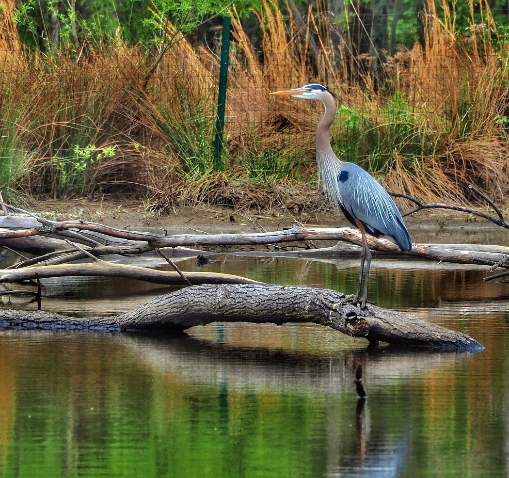 Birding for Beginners