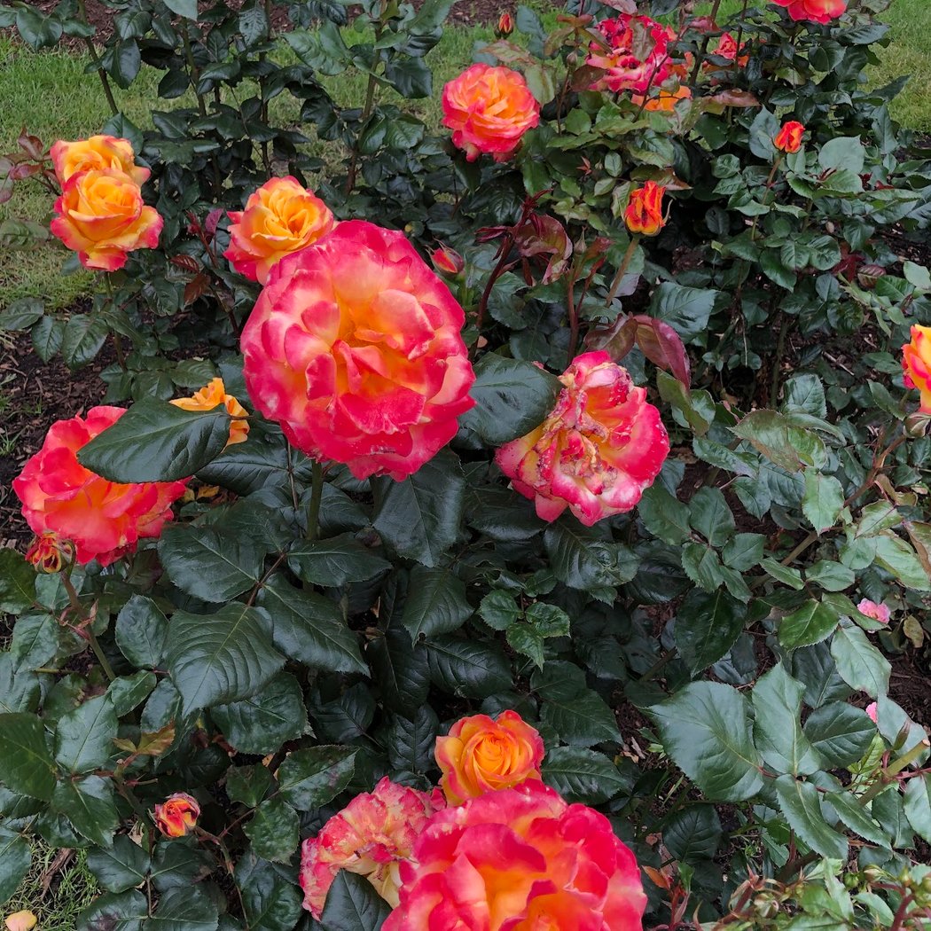 Rose City Park 1