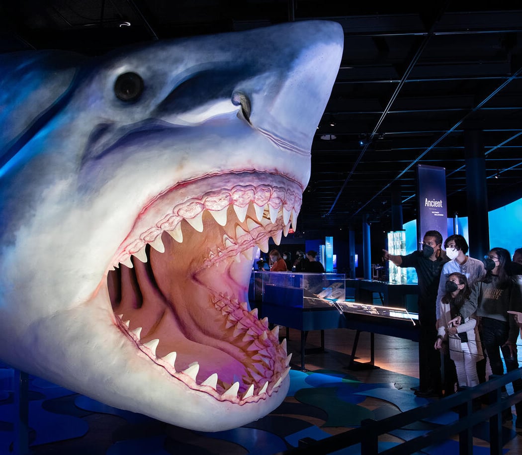 Shark Exhibit 1