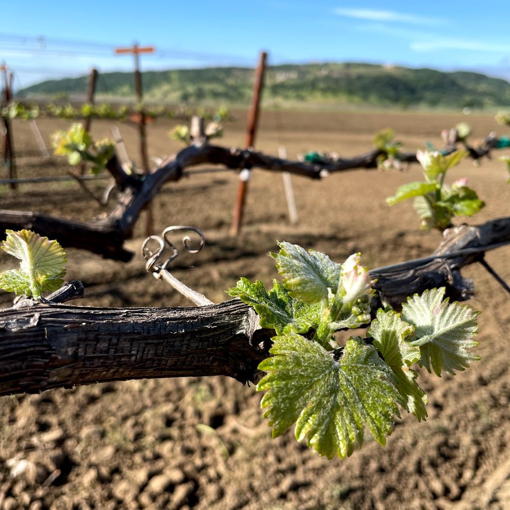 Suisun Creek Winery 3