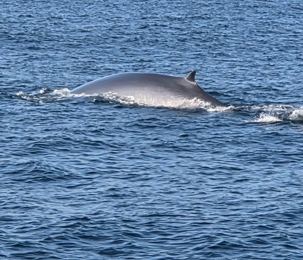 Guided Whale Watching Tour 4