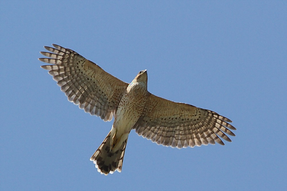 Smith Point Hawk Watch 3