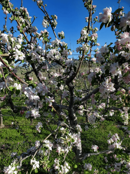 Volcan Valley Apple Farm 2