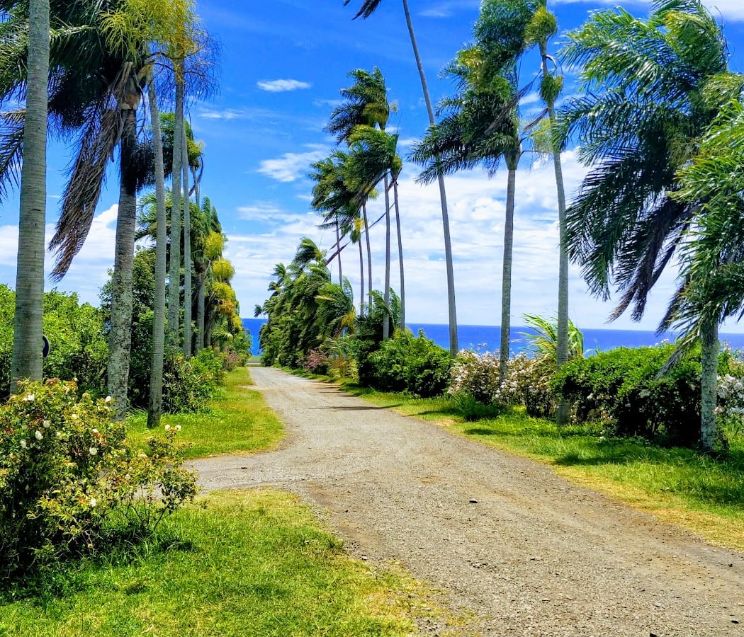 The vanilla plantation, Domaine du Grand Hazier 1