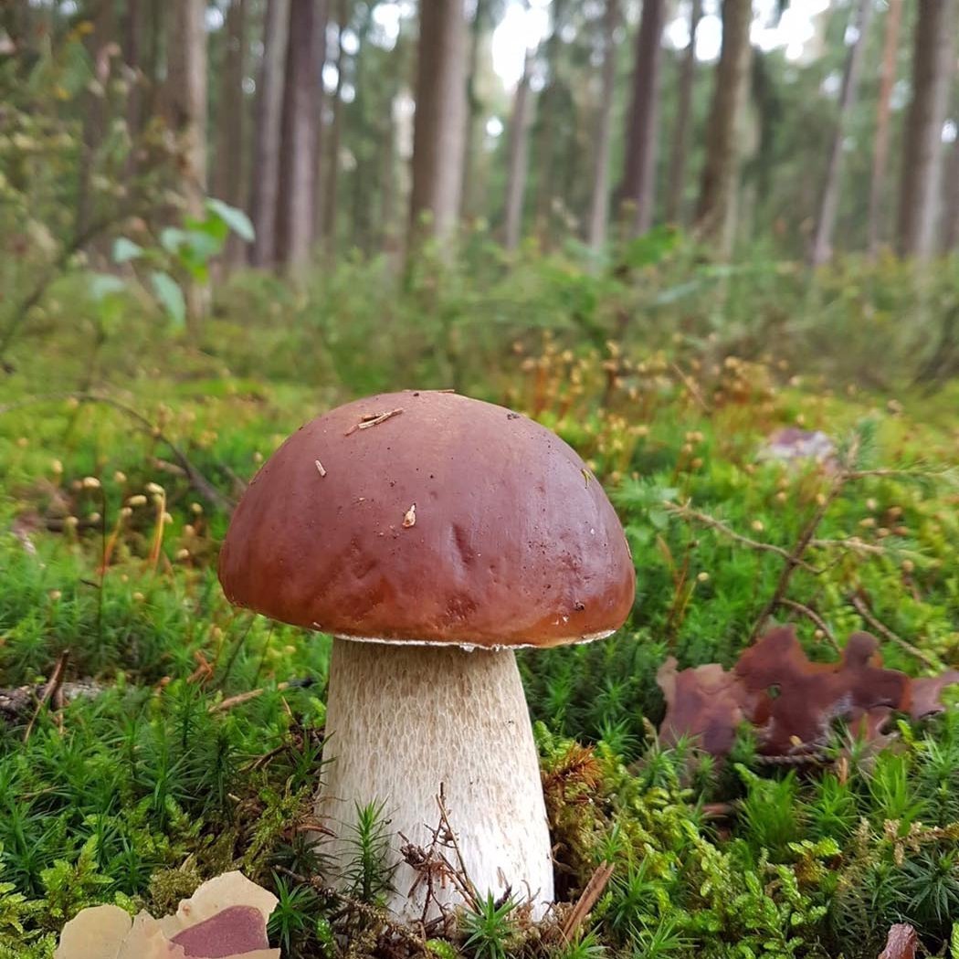 Mushroom Foraging Walk 3