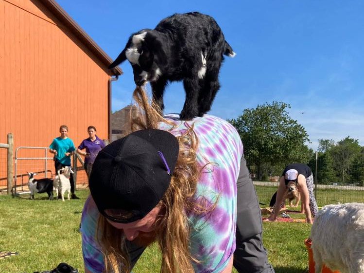Goat Yoga 3