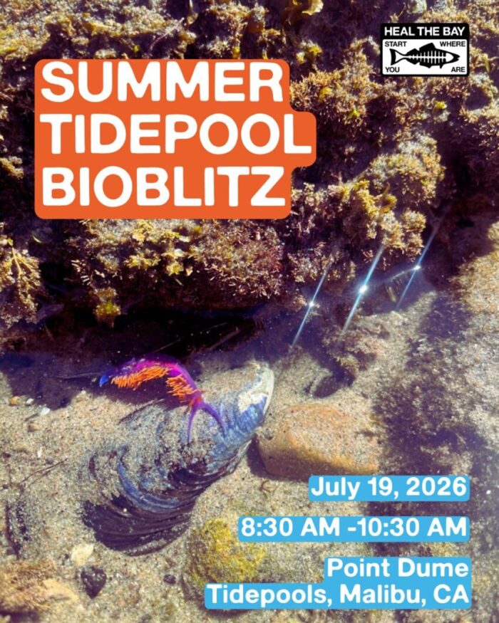Summer Tidepool Bioblitz 1