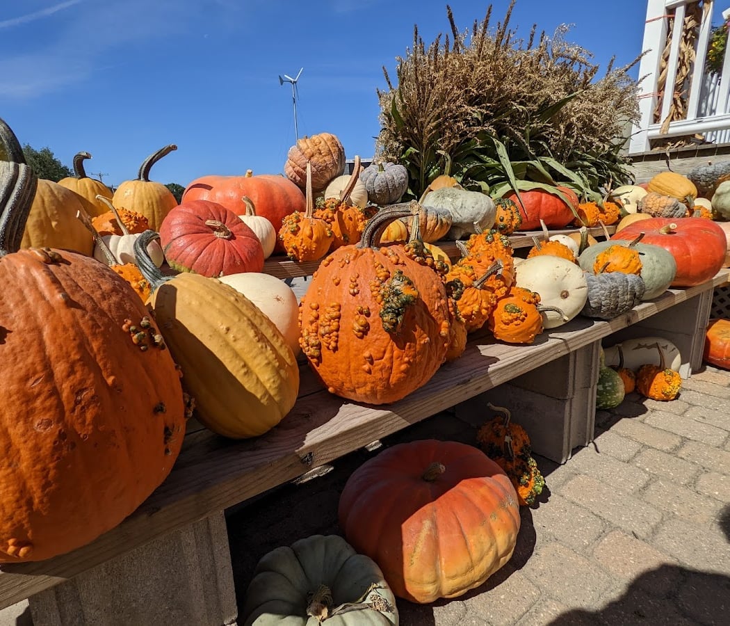Fall Weekends at Cider Hill Farm 2