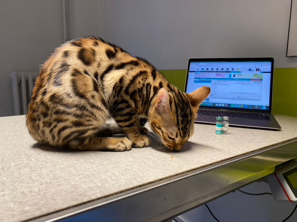 DOMVET - VETERINARY CLINIC 2