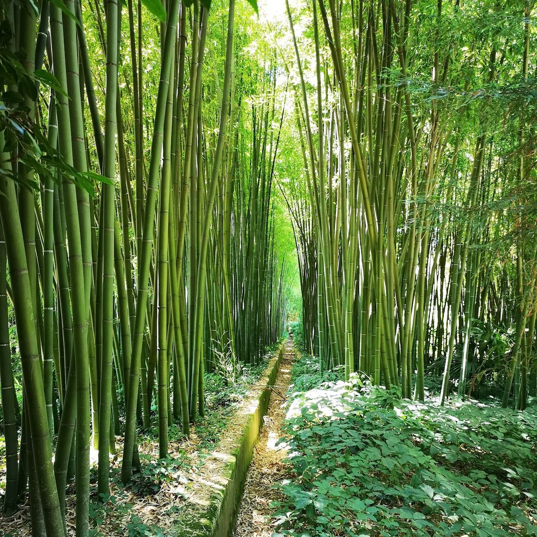 The Bamboo Cevennes 5
