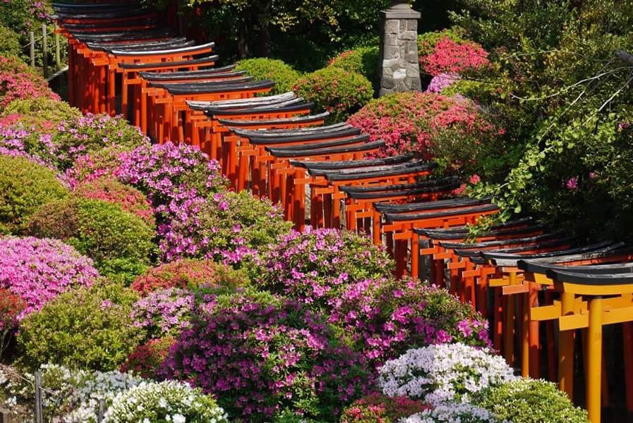 Nezu Shrine 1