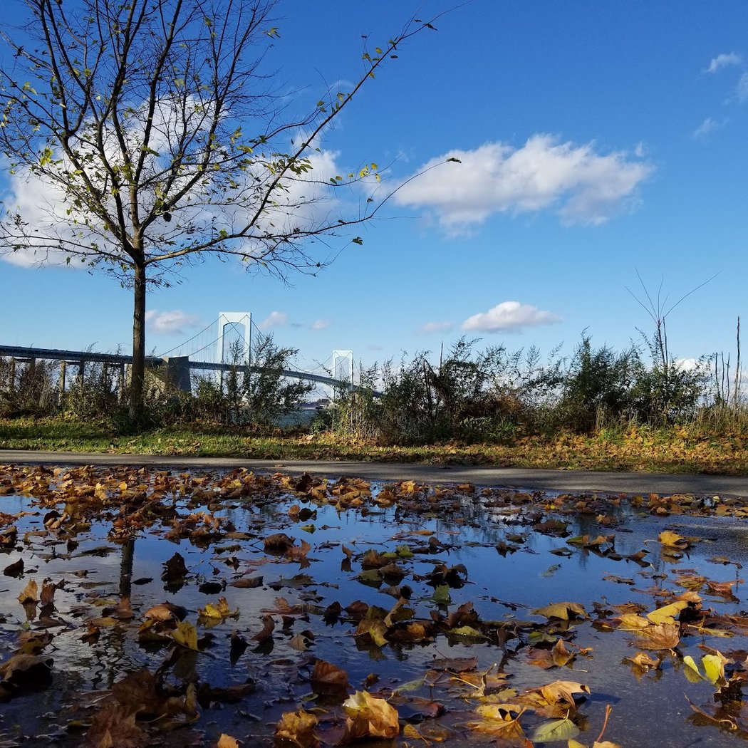 Little Bay Dog Run 1