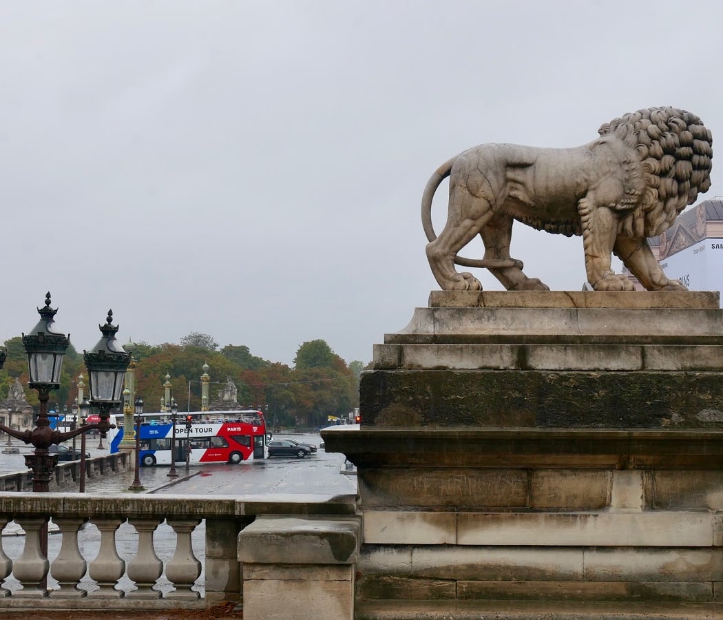 Flow, le chat qui n’avait plus peur de l’eau 3