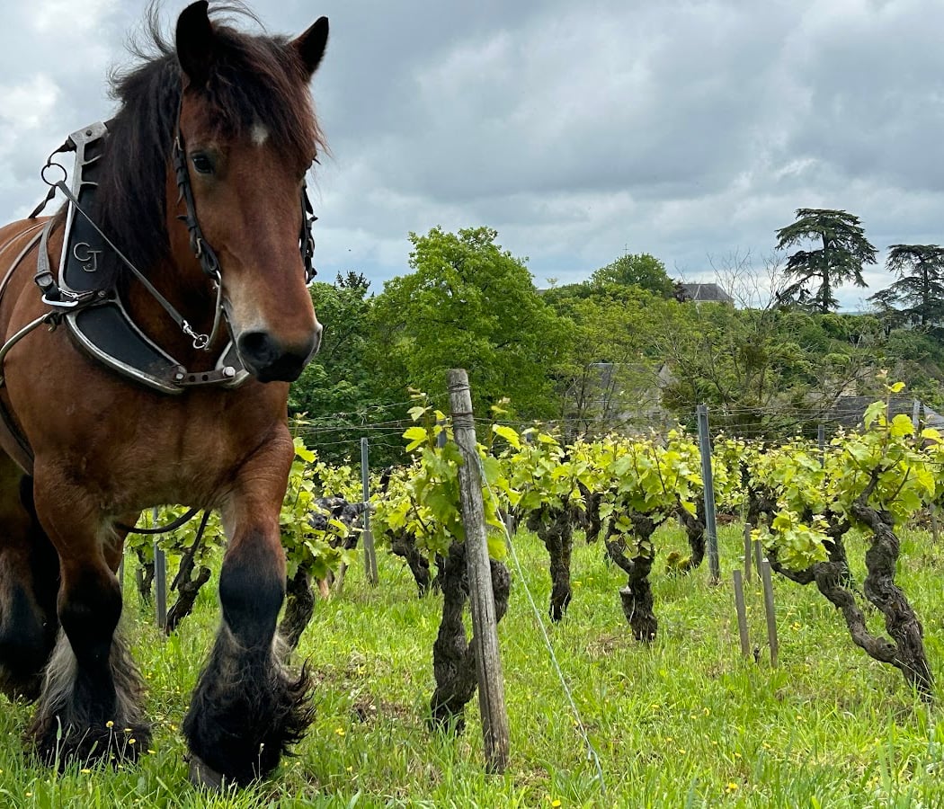 Domaine Clos de l'Epinay 1