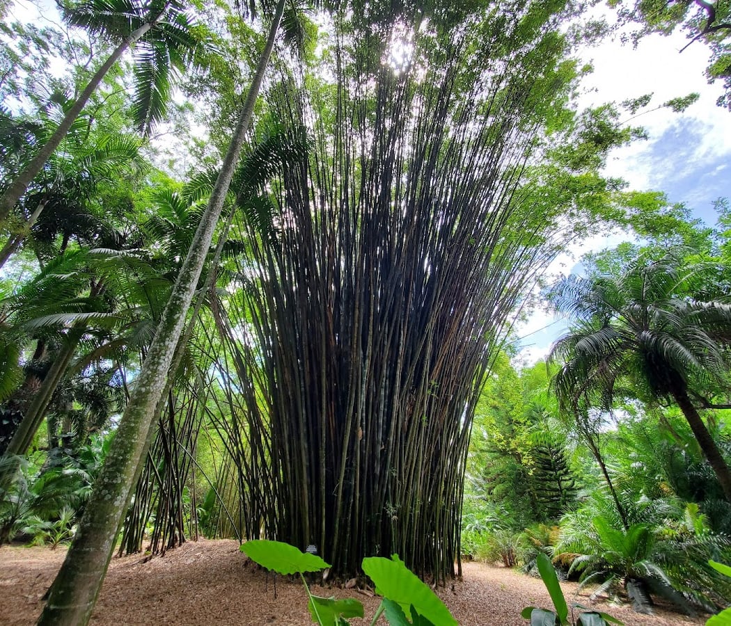 Harry P Leu Gardens 1