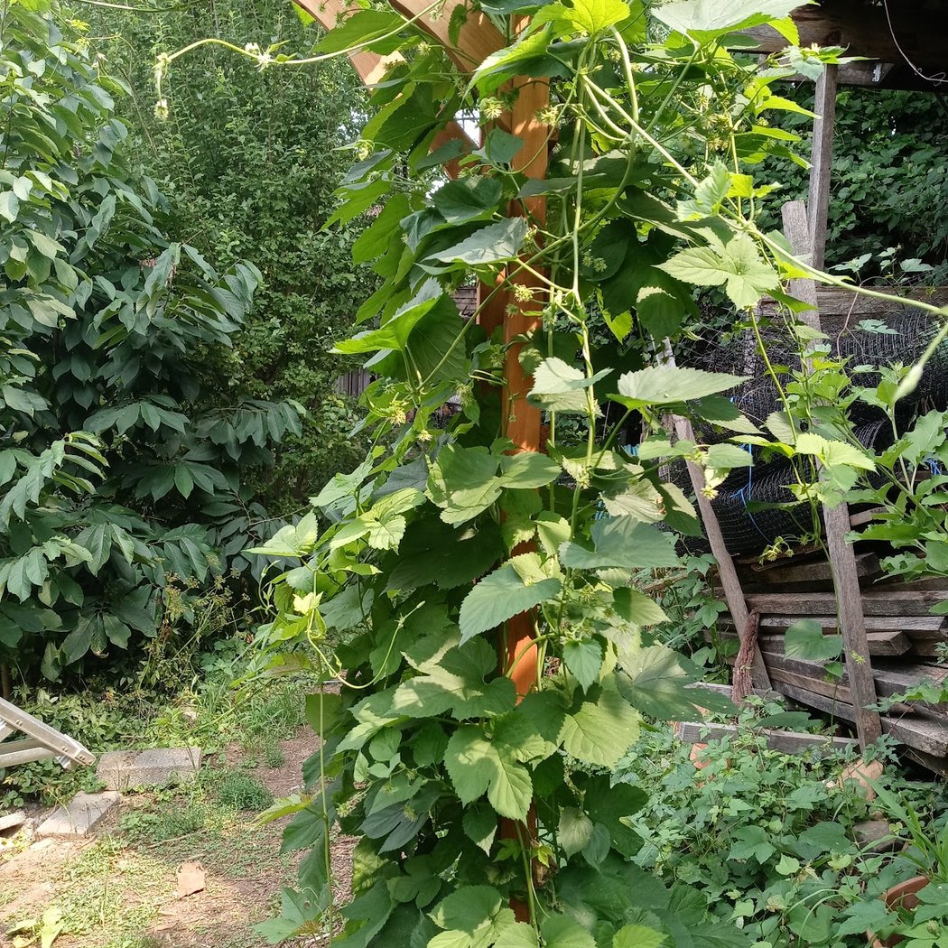 June Collective Garden Volunteer Day 3