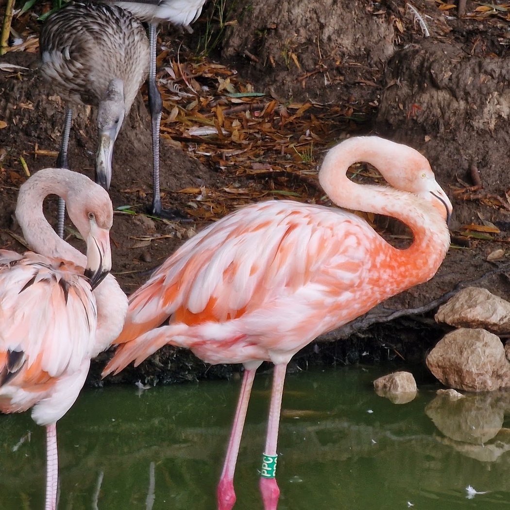 Bird park Villars les Dombes 3