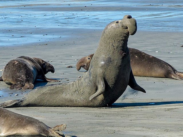 Guided Hike in Elephant Seal Viewing 1