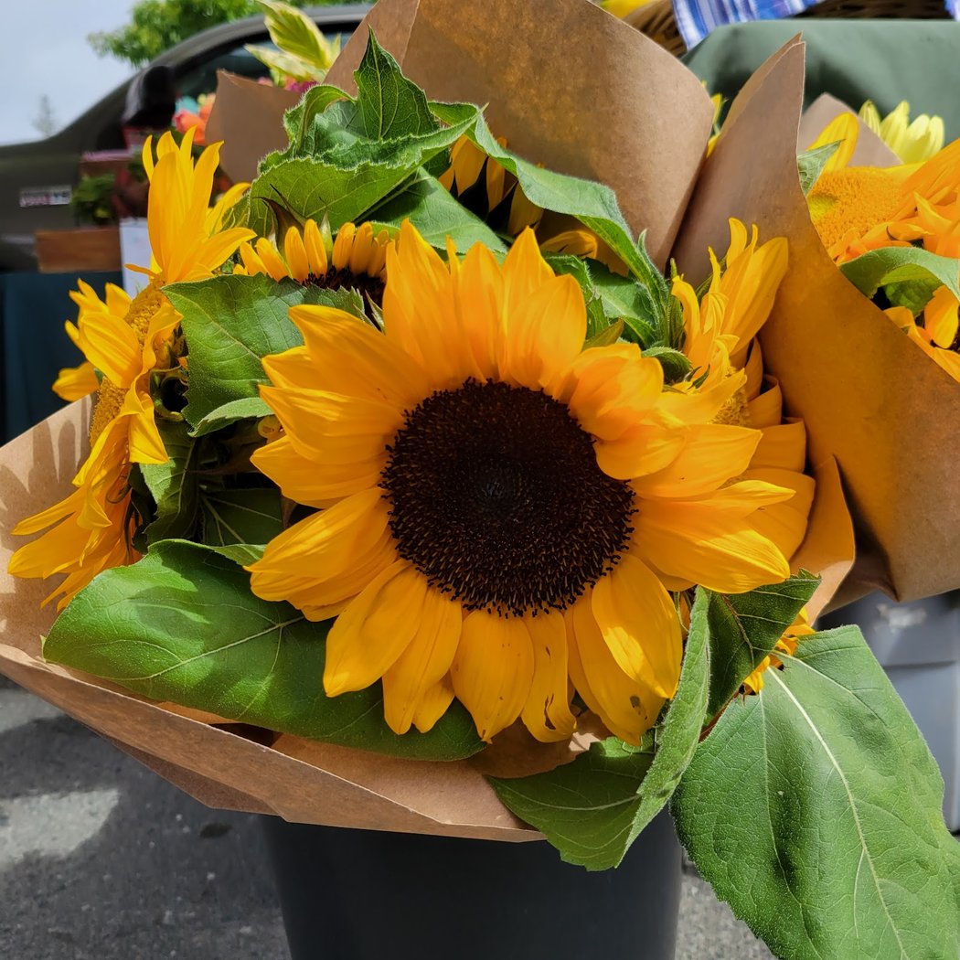 The Sebastopol Farmers' Market 1