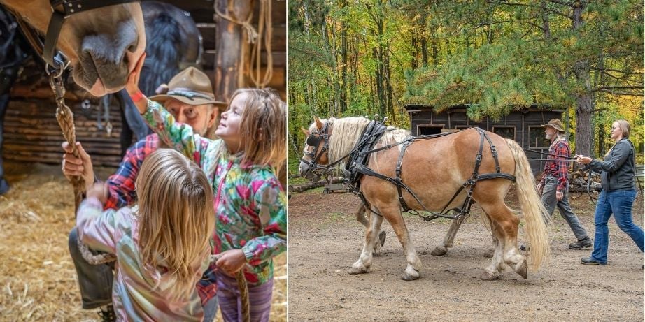 Draft Horse Experience