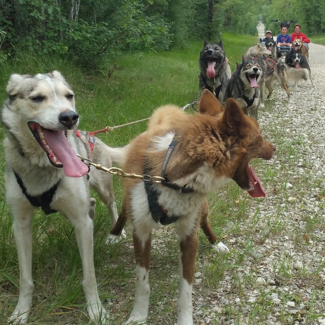 Cani-Kart Chien De Traineau Jauldes 3
