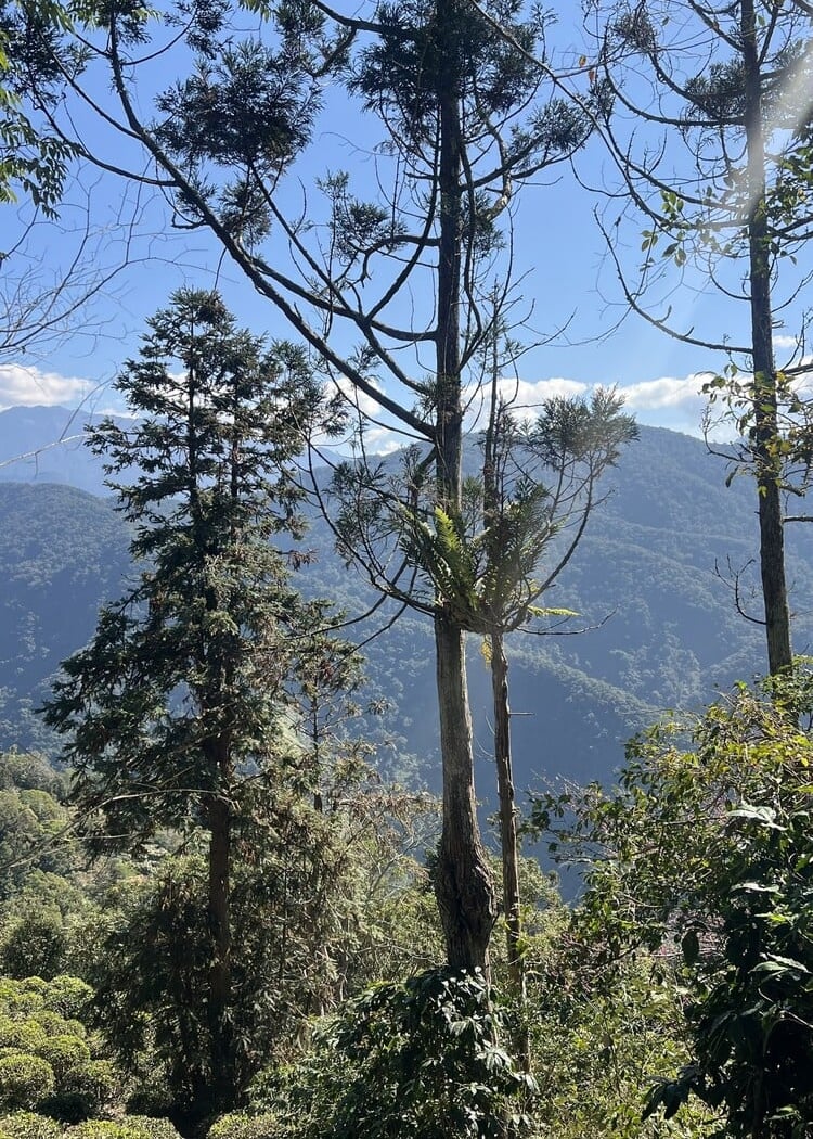 Morning Flow Tea ~ Wild Indigenous Taiwan Mountain 3