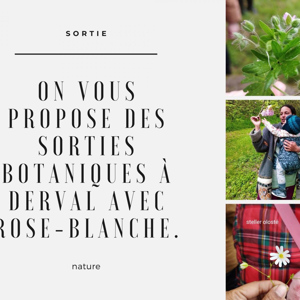 Sorties botaniques avec Rose-Blanche 1