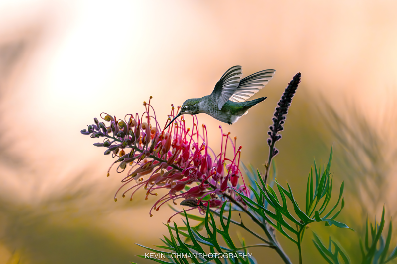 Hummingbird Month 1