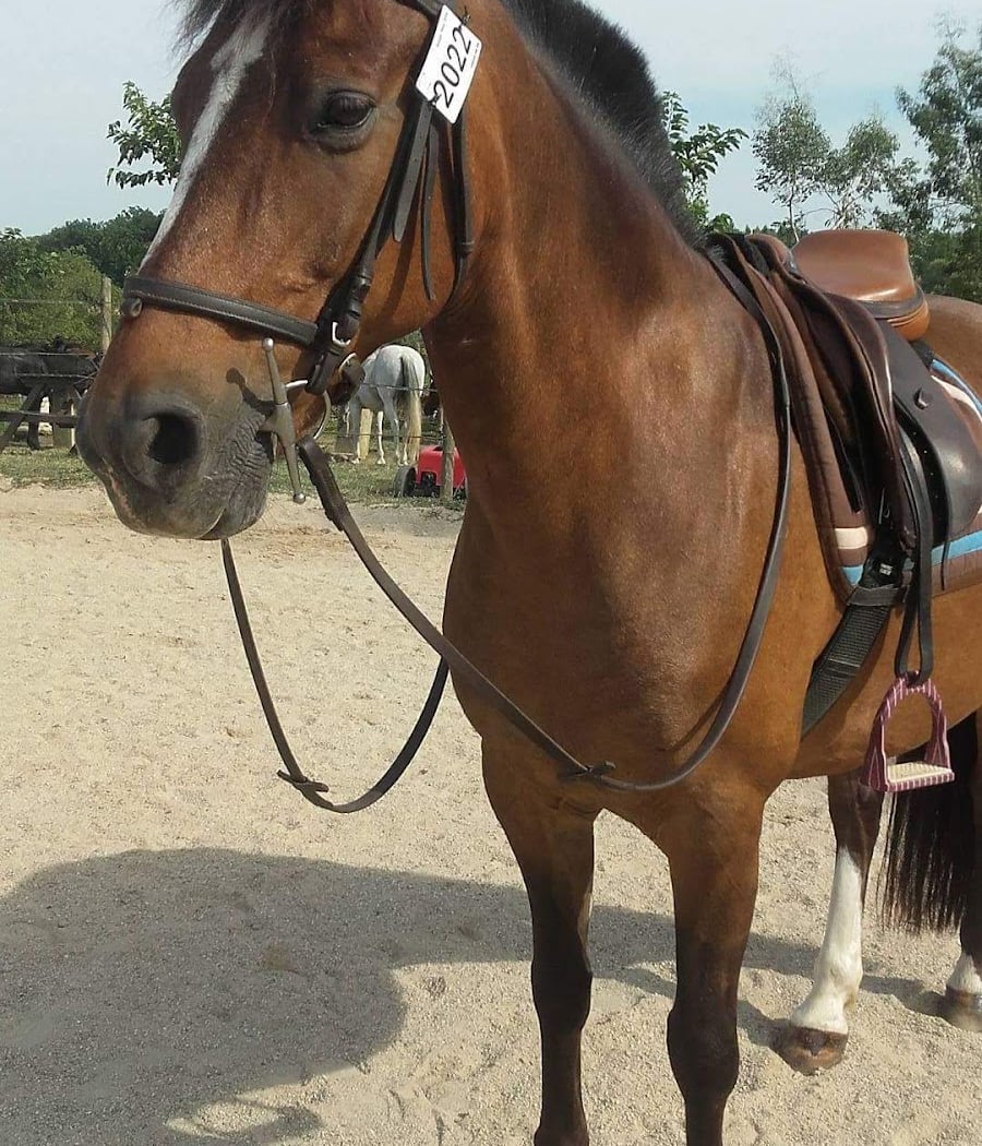 Un Poney Une Histoire 3