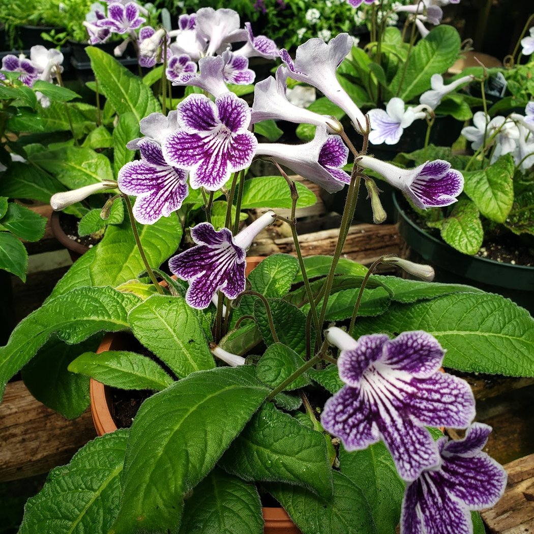 Maple Lawn Farmers Market & Garden Center 1
