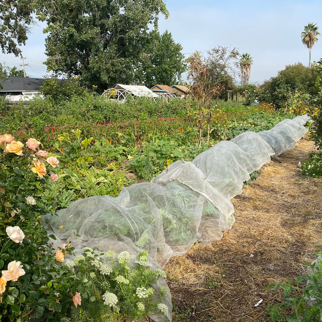 Harvest for the Hungry Garden 1