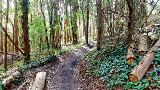 Mount Sutro 4